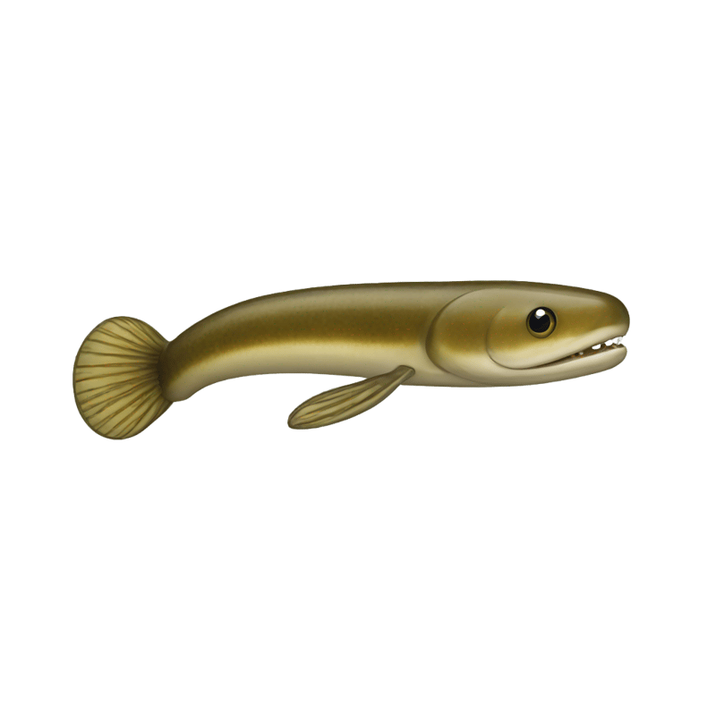 a lamprey