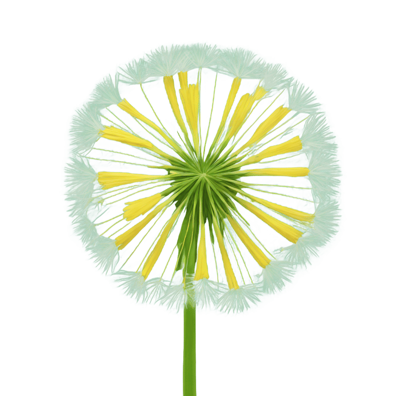 dandilion