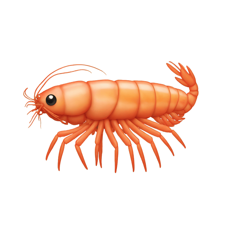 Shrimp