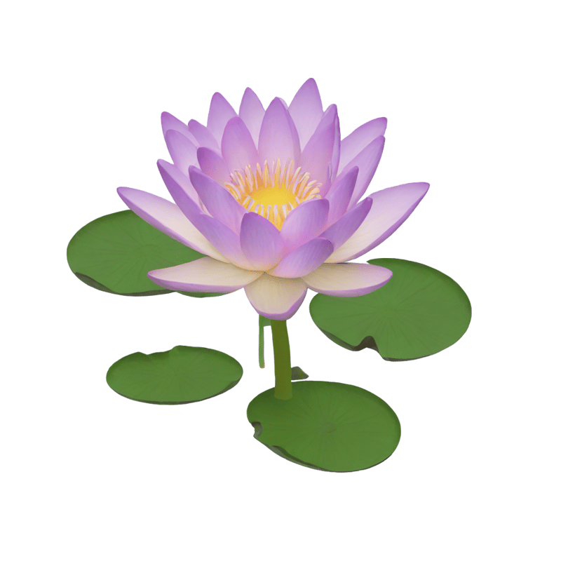 water lily flower