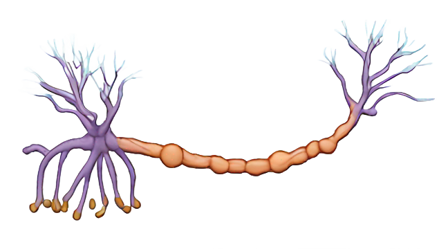 絵文字：myelin that wraps axon